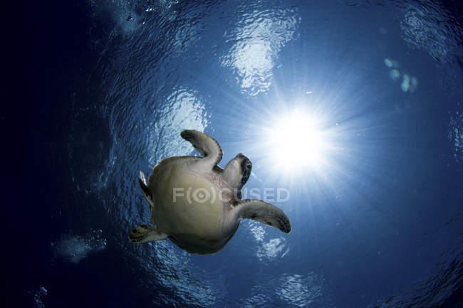 Vue du bas de la piscine tortue de mer verte — Photo de stock