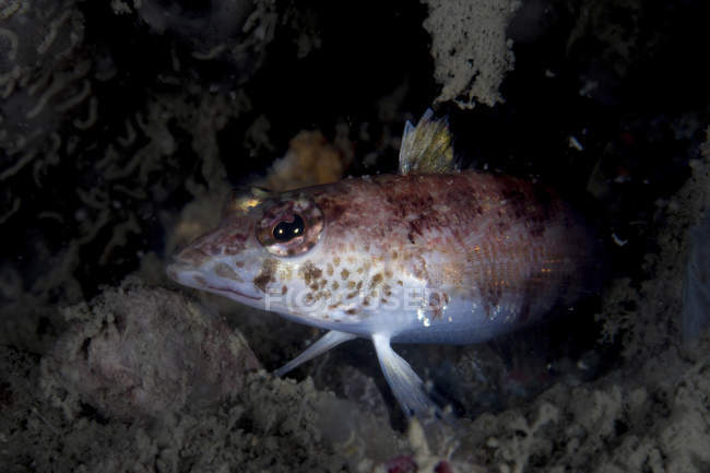Closeup headshot of spotted hawkfish on reef — Stock Photo