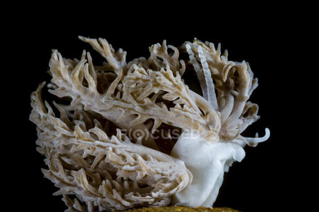 Vue rapprochée de Phyllodesmium pinnatum nudibranch — Photo de stock