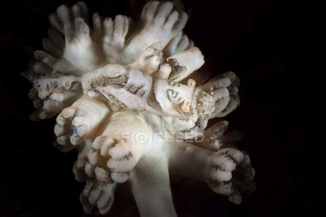Xenia crevettes corail doux se mélangeant avec son corail doux — Photo de stock