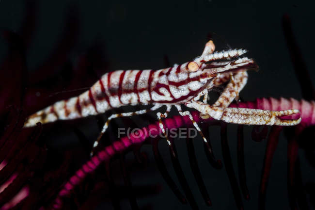 Вид збоку крупним планом морські лілії креветки — стокове фото