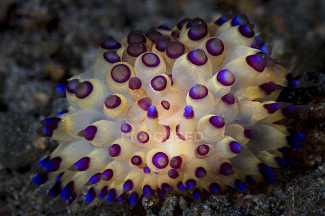 Primo piano vista di Janolus savinkini nudibranch — Foto stock