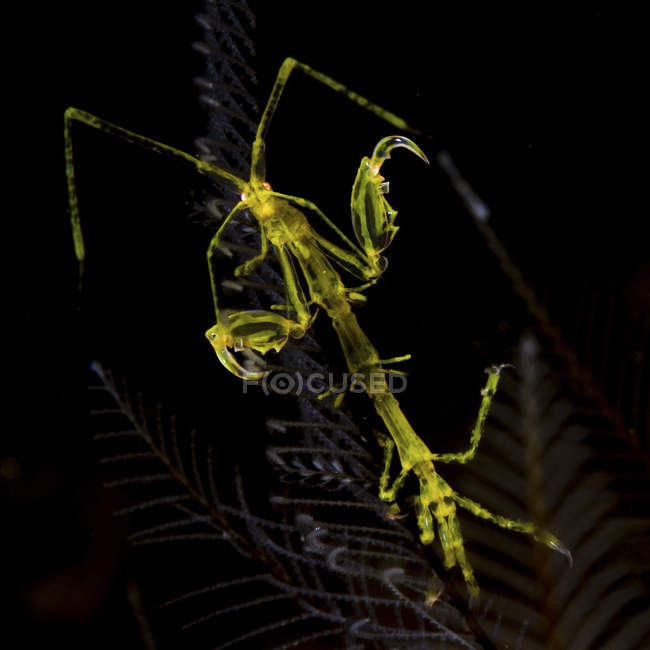 Primo piano vista di gamberetti scheletro verde in acqua scura — Foto stock
