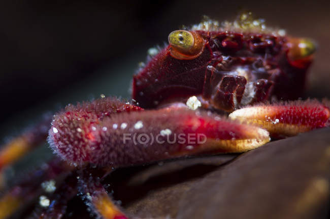 Vue de face rapprochée du crabe corail rouge — Photo de stock