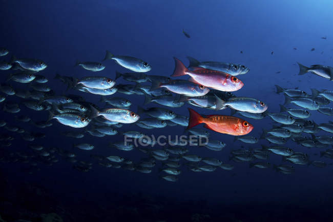 Escuela de peces de cola lunar bigeye en agua azul - foto de stock