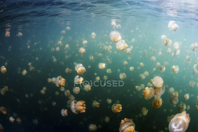Grupo de medusas douradas em Jellyfish Lake, Palau — Fotografia de Stock