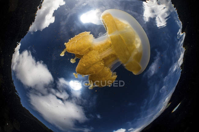 Рыбный взгляд на медузу, голубое небо и облака — стоковое фото