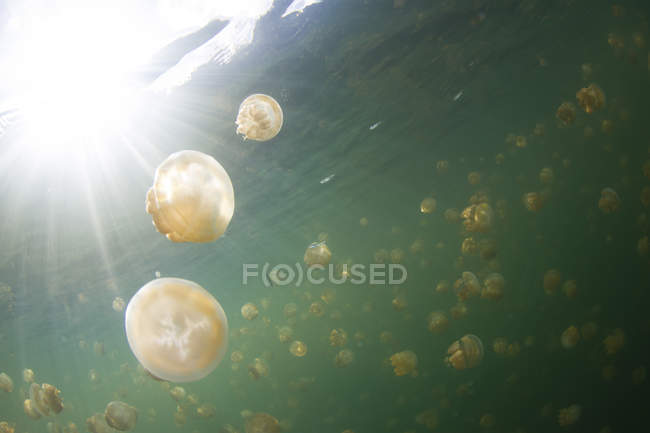 Groupe de méduses dorées dans le lac des méduses, Palaos — Photo de stock