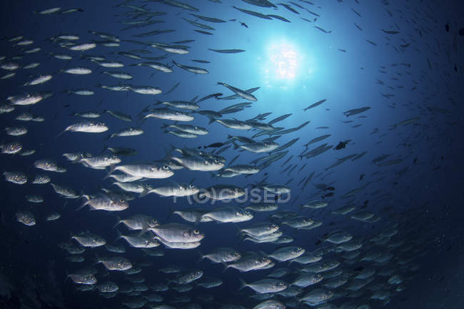 Escuela de peces de cola lunar bigeye trevally en agua azul - foto de stock