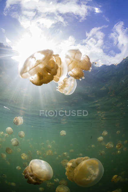 Grupo de medusas douradas em Jellyfish Lake, Palau — Fotografia de Stock