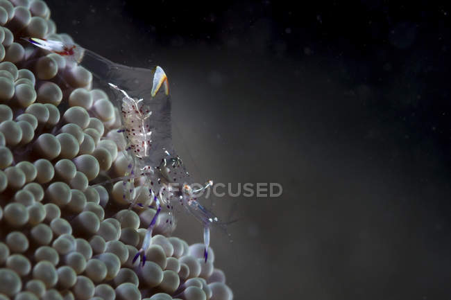 Primer plano vista lateral de un camarón marino sobre los huevos - foto de stock