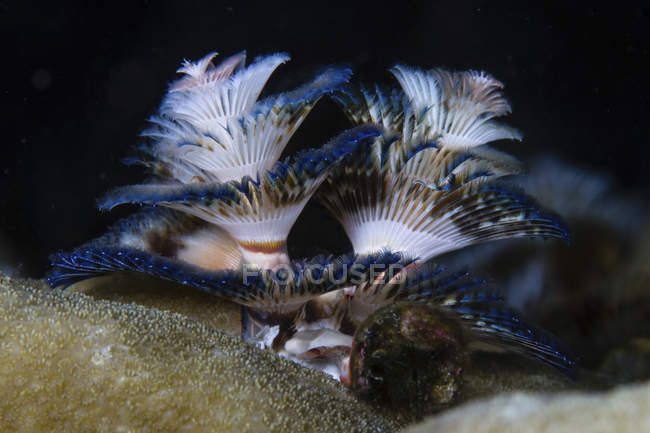 Крупним планом вид на ялинкові черви — стокове фото