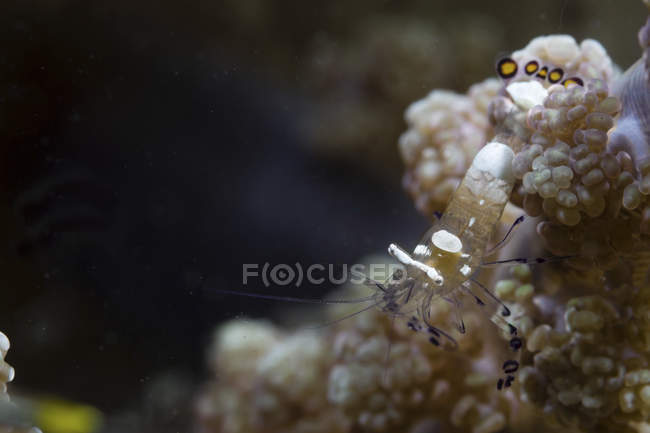 Front closeup view of transparent commensal shrimp — Stock Photo