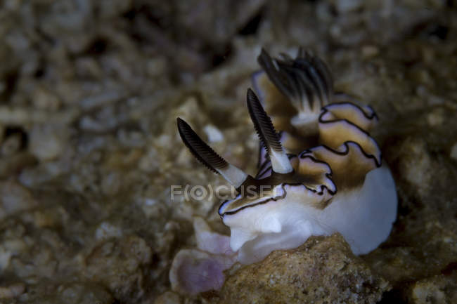 Vista de perto de doriprismatica sibogae nudibranch — Fotografia de Stock