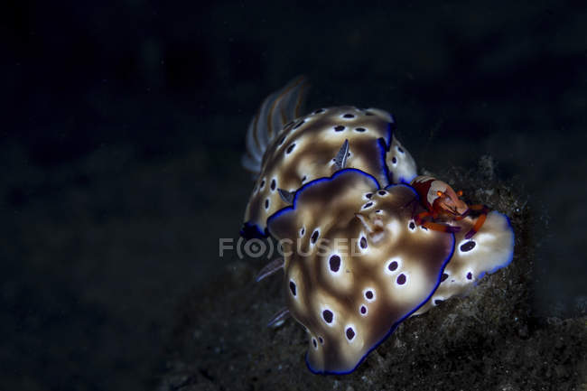 Closeup view of an emperor shrimp on Hypselodoris tryoni nudibranchs — Stock Photo