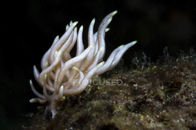 Visão de close-up de Phyllodesmium briareum nudibranch — Fotografia de Stock