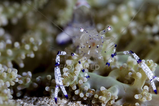 Vista frontal closeup de camarão comensal transparente — Fotografia de Stock