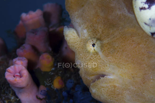 Closeup cropped view of yellow Longlure frogfish — Stock Photo