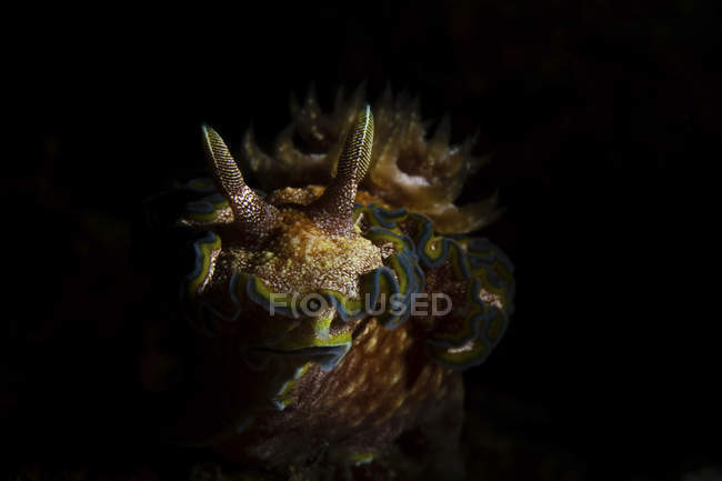 Vista close-up de Glossodoris cincta nudibranch — Fotografia de Stock