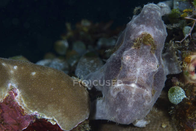 Primo piano vista del pesce rana Longlure grigio sulla barriera corallina — Foto stock