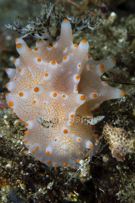 Vista de cerca de colorido batangas Halgerda nudibranch - foto de stock