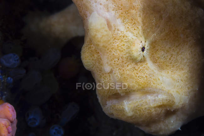 Closeup cropped view of yellow Longlure frogfish — Stock Photo