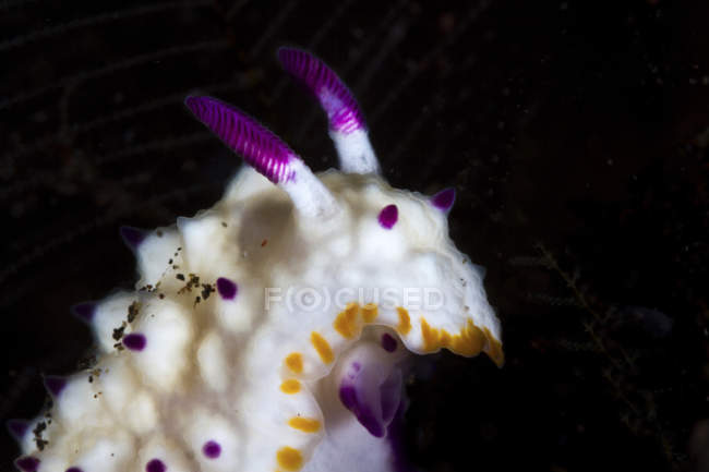 Primo piano vista di un mexichromis nudibranch con sbarre arancioni — Foto stock