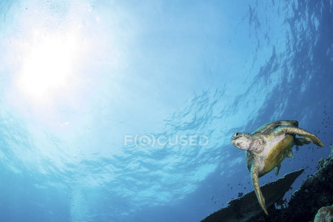 Vue diurne sous-marine de la tortue verte sur le récif — Photo de stock