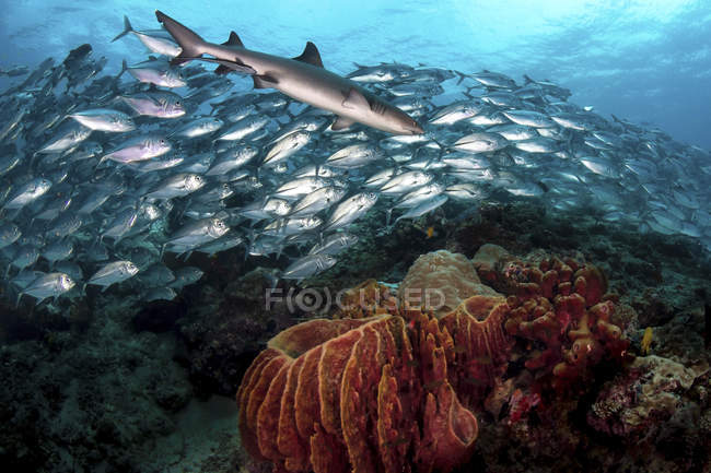 Um tubarão de recife branco nadando na frente de uma escola de bigeye trevalmente — Fotografia de Stock
