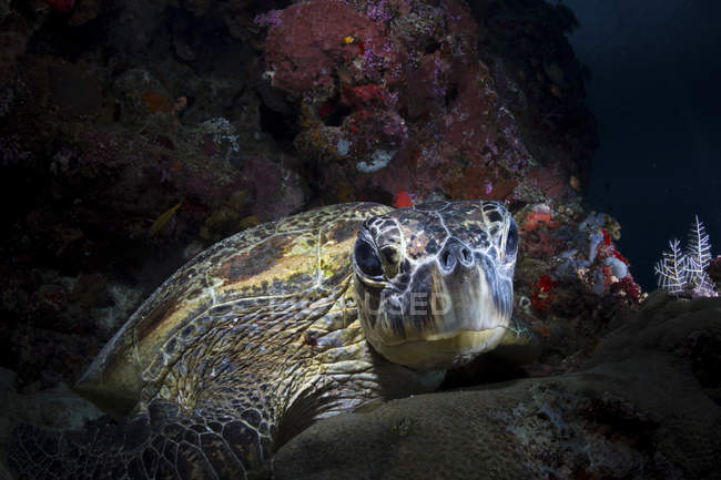 Tortuga marina verde en el arrecife mirando a la cámara - foto de stock