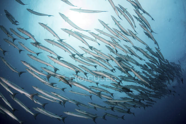 Escola de Chevron barracudas em água azul — Fotografia de Stock