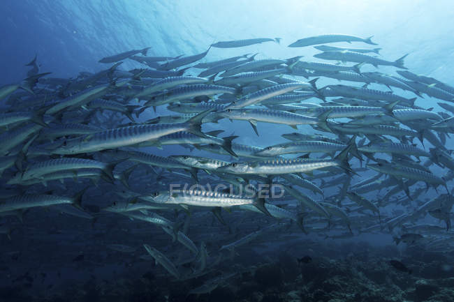 Scuola di barracuda Chevron in acqua blu — Foto stock