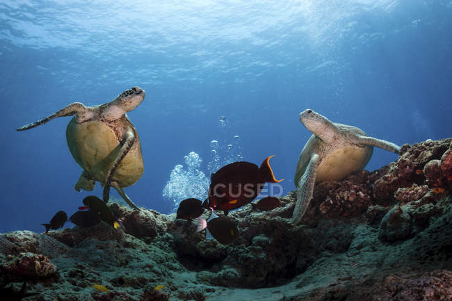 Duas tartarugas verdes e peixes nadando sobre o recife, Sipadan, Malásia — Fotografia de Stock