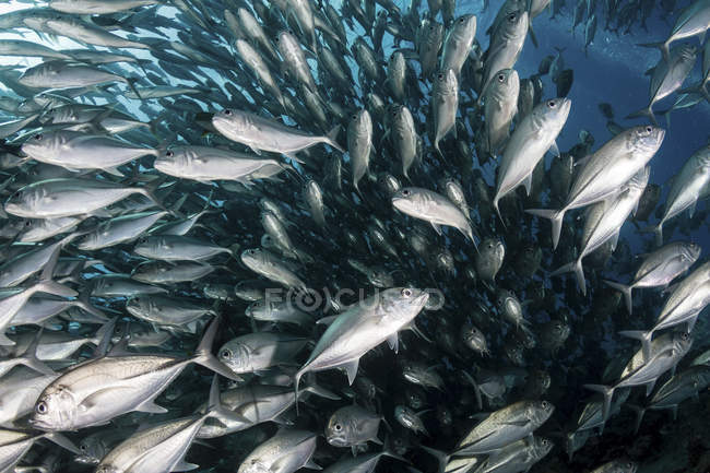 Lots of schooling silver jack fish — Stock Photo
