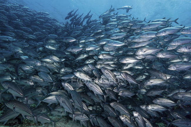 Lots of schooling silver jack fish — Stock Photo