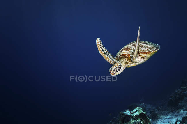 Grüne Meeresschildkröte schwimmt im dunklen Wasser — Stockfoto