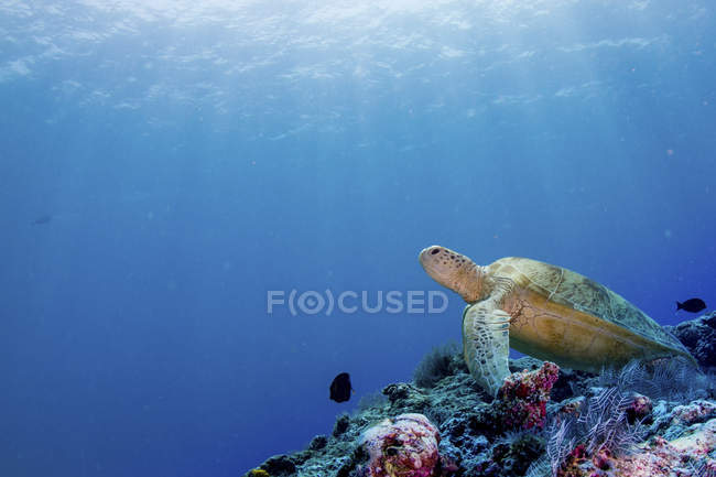 Дневной подводный вид зеленой черепахи на рифе — стоковое фото