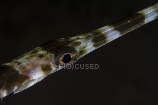 Vista de primer plano del ojo de pez trompeta sobre fondo negro - foto de stock