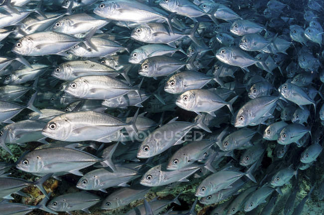 Beaucoup de poissons cric argenté scolarisation — Photo de stock