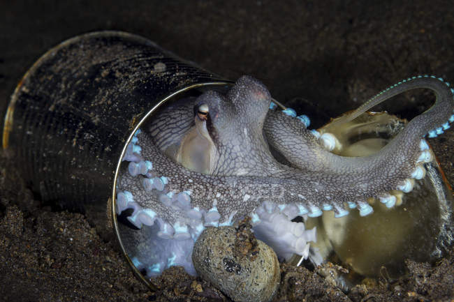 An octopus hiding inside a tin can — Stock Photo