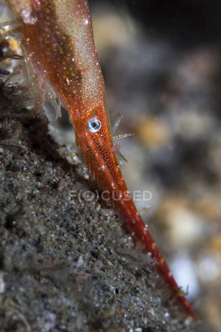 Close-up vista cortada de camarão tozeuma ocelado — Fotografia de Stock