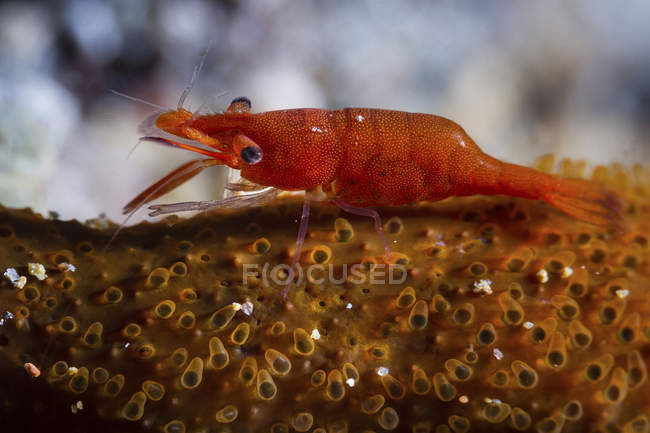 Closeup view of red tiny seastar shrimp — Stock Photo