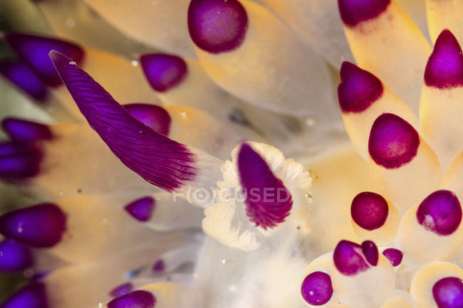 Primo piano vista dei rinofori di un Janolus savinkini nudibranch — Foto stock