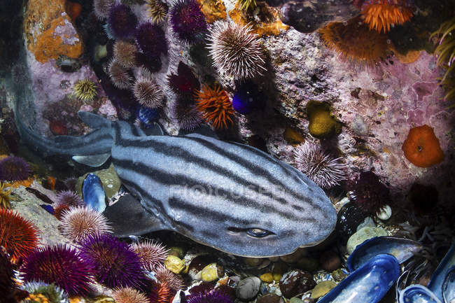 Акула піжами, що відпочиває між морськими крохмалями — стокове фото
