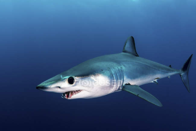 Tiburón mako aleta corta nadando en agua azul - foto de stock