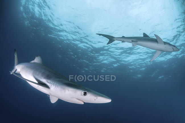 Dos tiburones azules nadando en agua azul - foto de stock