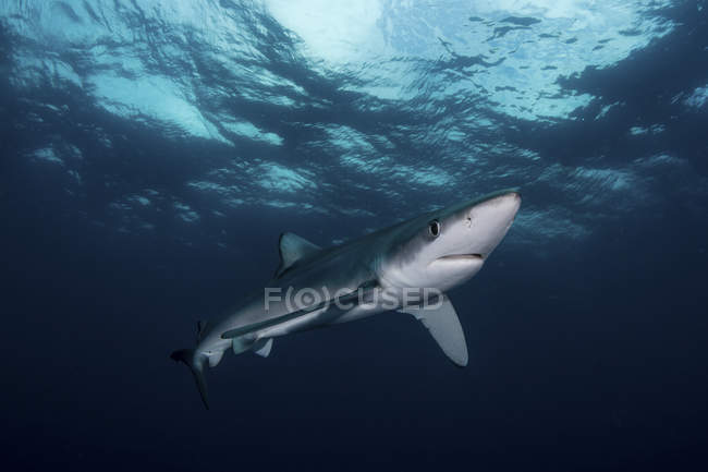 Ein blauer Hai schwimmt im blauen Wasser — Stockfoto