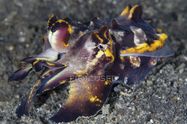 Pfeffers flamboyant cuttlefish on sandy bottom — Stock Photo