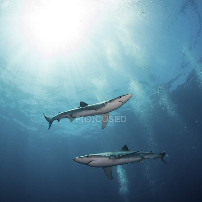 Dos tiburones azules nadando en agua azul - foto de stock