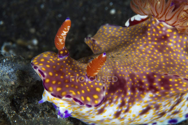 Vista de perto de Ceratosoma tenue nudibranch — Fotografia de Stock